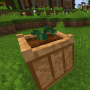 cabbage1.png